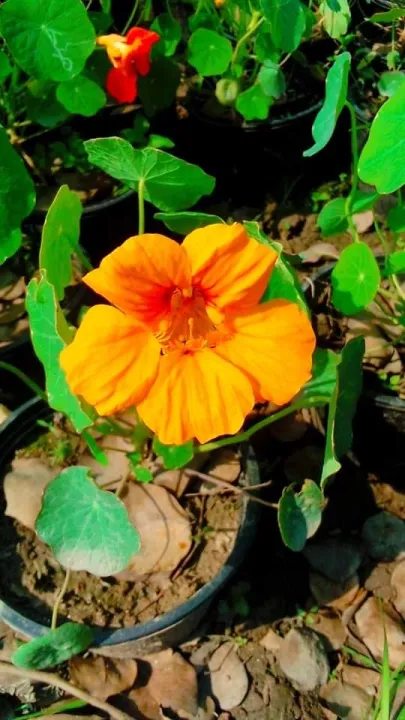 5kg%20premium%20Bonemeal%20BIGBAGH%20ORGANIC%20fertilizer,%20Highly%20nutritional%20fertilizer,%20%7C%7C%20fruiting%20and%20flowering%20%20for%20plants%20-%20Image%207