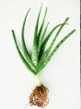 Aloevera Rooted Live Plant Without Pot | Fresh & Healthy Antibacterial Mini Plant. 
