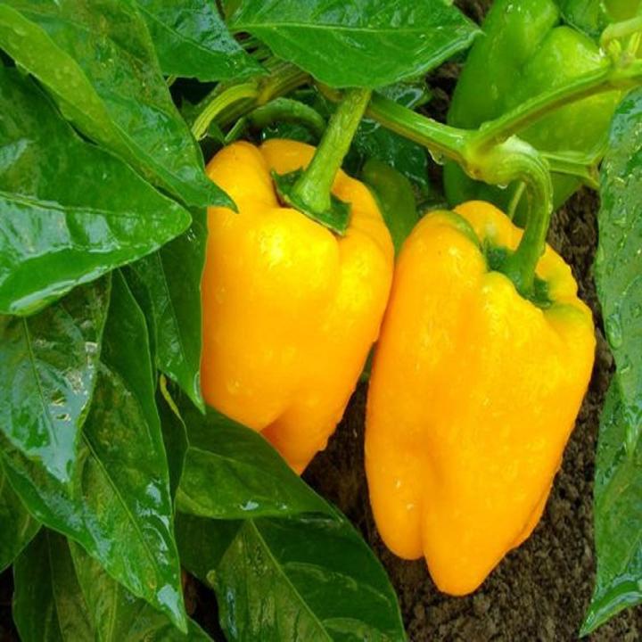 Capsicum Yellow Vegetable Seeds