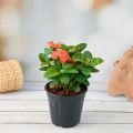 Ixora  - Plant (Best for Seed, Home and Garden). 