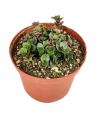 Turtle Vine (Callisia Repens Sedum) |Best for Seed Garden & Home Decoration|. 