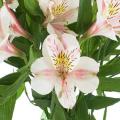 Pink Blush Peruvian Lily Flower Seeds. 