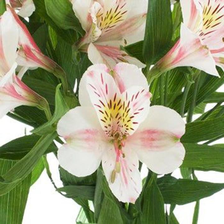 Pink Blush Peruvian Lily Flower Seeds