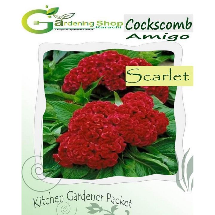 Cockscomb Amigo Scarlet
