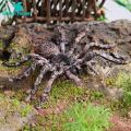 Spider Toy for Children Halloween Spider Model Ornament Simulation Plastic Figurine Kids Toy Desktop Garden Tricky Gift Spider Decoration for Home. 