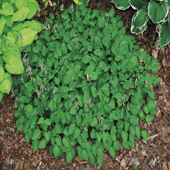Tiny Tears Hosta Plant Seeds