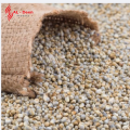 Bajra باجرہ | Premium Pearl Millet Seeds For all kind of Birds - 2 KG. Nutrient-rich feed suitable for a variety of birds including parrots, pigeons, finches, and other pet birds, High-energy millet seed promoting freshness and value for pet. 