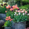 tulip bulbs Different colours. 