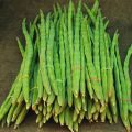 Pack of 80 Moringa / Sohanjna Seeds to grow with 100 percent germination Moringa oleifera Tree Plant Used in Various ways; Flowers, Leaves, Seeds, and fruits.. 