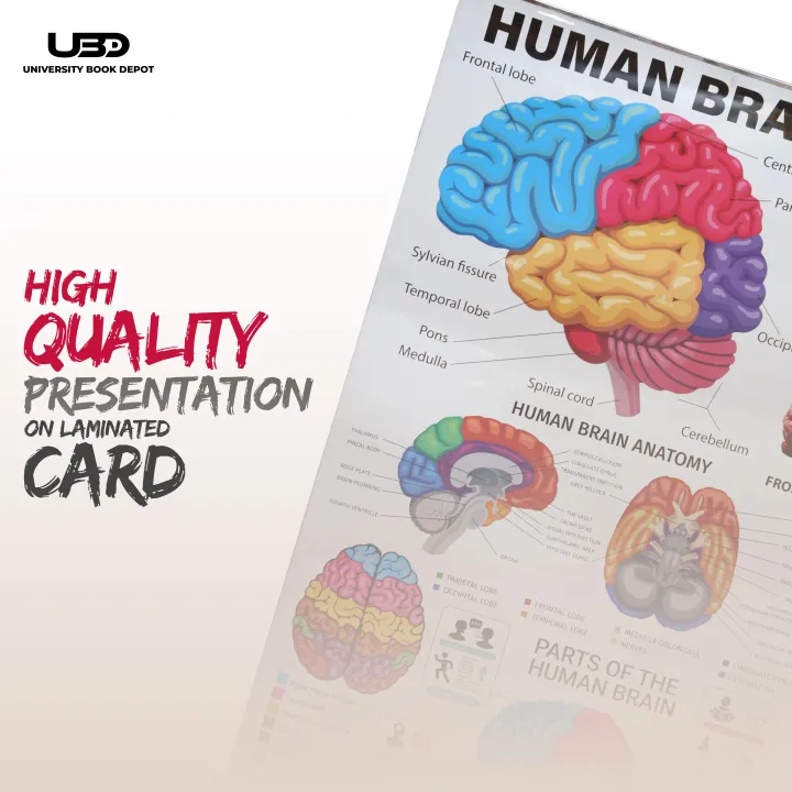 Human%20Brain%20Wall%20Chart%20for%20Classroom%20and%20School%20Decoration%20%7C%20HD%20Pictures%20Presentation%20on%20200%20grams%20laminated%20card%2023*36%20inches%20-%20Image%205