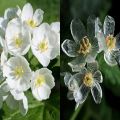 Skeleton Flowers Seeds. 