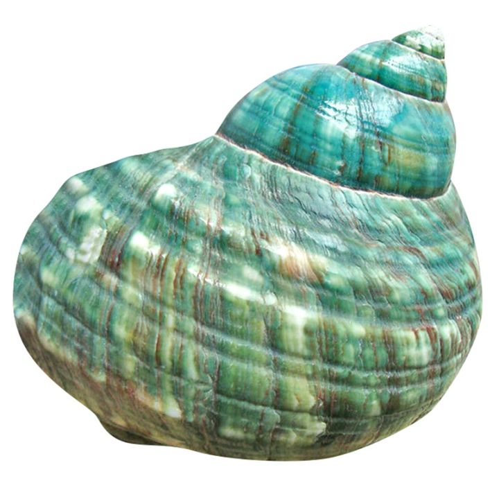 10CM%20Green%20Turbo%20Natural%20Rare%20Sea%20Shell%20Conch%20Stunning%20Healing%20Decor%20Ocean%201Pcs%20-%20Image%202