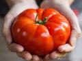 Qty 40+ Tomato Seeds 4 Varieties Vegetable Kitchen Gardening. 