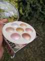 Professional Shiny 3D Makeup Blusher 7 in 1 Highlighter Palette Kit. 