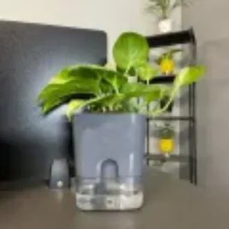 Self-Watering%20Pots%20for%20Indoor%20&%20Outdoor%20Plants%20%E2%80%93%20Elegant%20Square%20Shape%20Self-Watering%20Planter%20%7C%20Efficient%20Self%20Watering%20System%20for%20Plants%20%7C%20Ideal%20Self%20Watering%20Pots%20(without%20Plant)%20%7C%20Home%20Decor%20%7C%20Office%20Decor%20%7C%20Best%20watering%20Pot%20%7C%2015%20days%20water%20circle%20UMBIZ%20-%20Image%209
