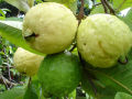 Red/Pink Guava Amrod Tree Seeds Home Kitchen Gardening Seeds. 