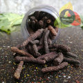 Spices.pk Pipli / Long Pepper / Maggaan / Filfil / Thippali / Pippli Mirch wt.50gm. 