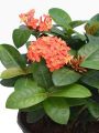 Ixora  - Plant (Best for Seed, Home and Garden). 