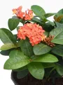 Ixora  - Plant (Best for Seed, Home and Garden). 