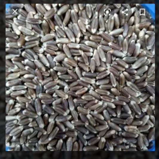 Organic%20Black%20Wheat%20Flour%20Imported%20Atta%20454%20gram%20-%20Image%205