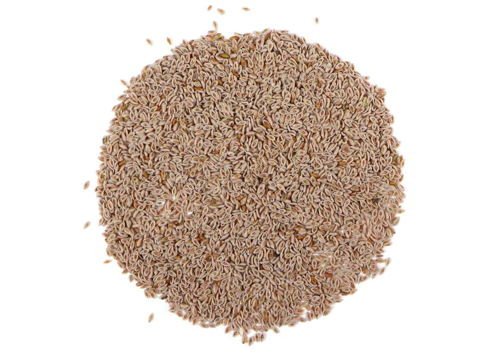 Sabut%20Ispaghol,%20Isabgol%20sabat,%20Psyllium%20Seeds%20100%20gram%20-%20Image%202