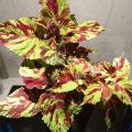 Fairway Mosaic Coleus Plant Seeds. 