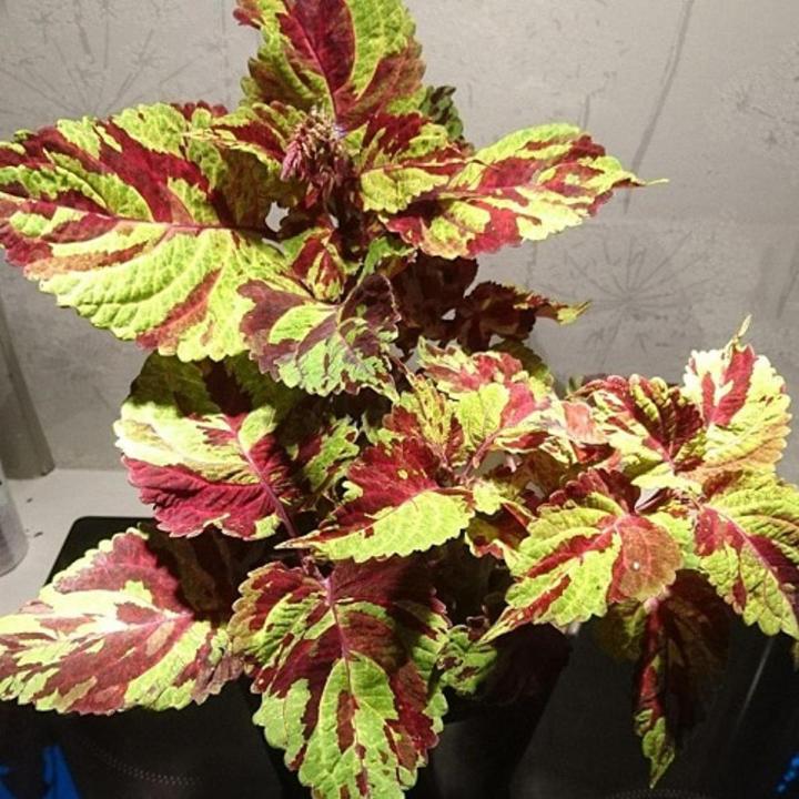 Fairway Mosaic Coleus Plant Seeds