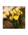 Yellow Saffron Flower Seeds. 