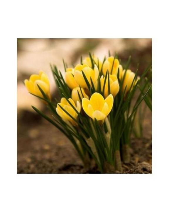 Yellow Saffron Flower Seeds