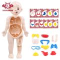 Lululemon Diy Human Organ Model Interactive Human Body Model Kit Educational Diy Toy with 11 Analysis Cards Ideal for Students Accessories Included Primary Secondary School Science Kit. 