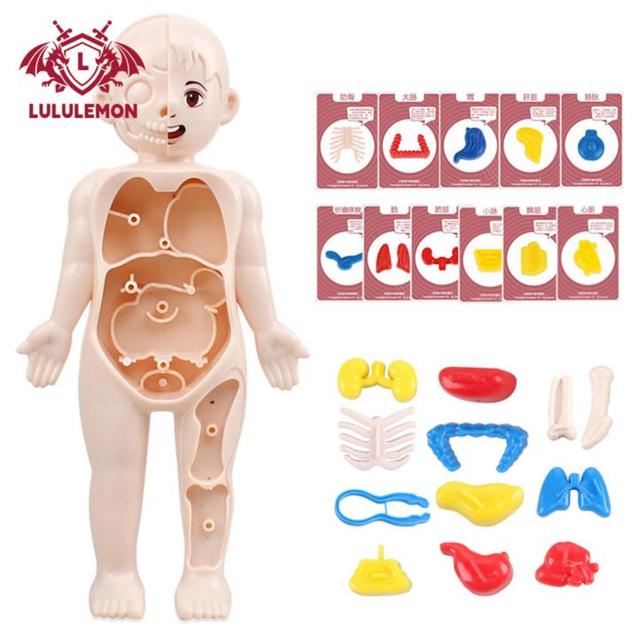 Lululemon Diy Human Organ Model Interactive Human Body Model Kit Educational Diy Toy with 11 Analysis Cards Ideal for Students Accessories Included Primary Secondary School Science Kit