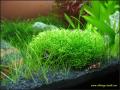 Riccia Moss for Aquarium. 