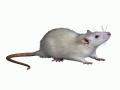 Hand holding and artificial mouse. 