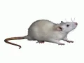 Hand holding and artificial mouse. 