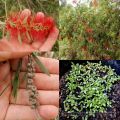 Red Bottlebrush / Bottle Brush / Callistemon Tree Seeds. 