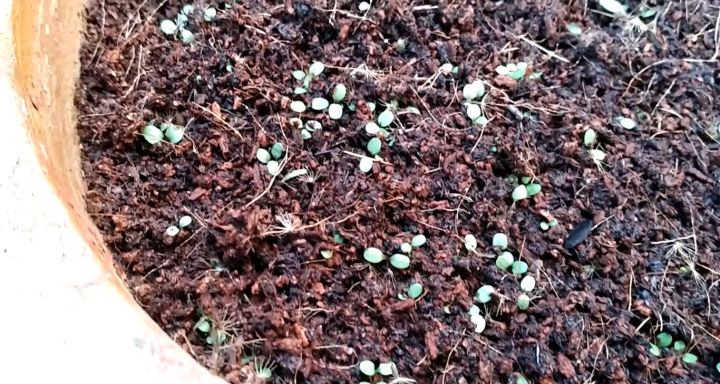 50+%20Stevia%20Plant%20Seeds%20/%20Natural%20Sweetener%20/%20Stevia%20Rebaudiana%20Plant%20Seeds%20/%20Candyleaf%20or%20Sugarleaf%20Seeds%20-%20Image%206