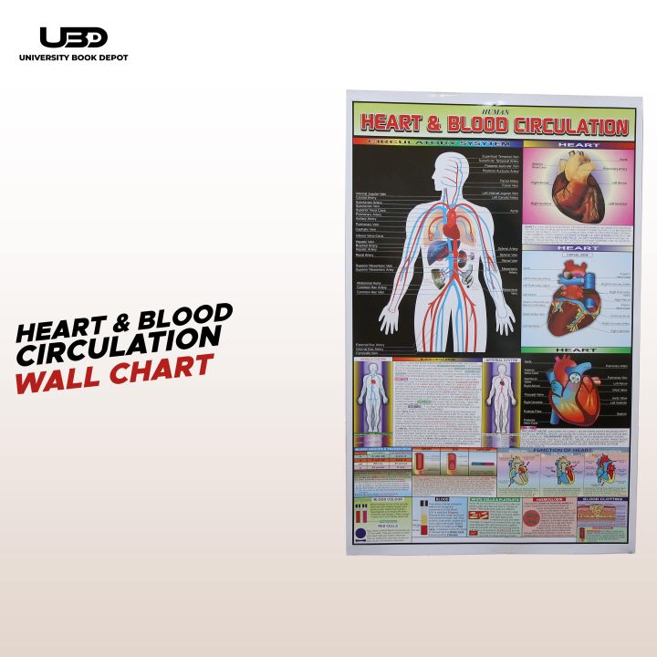 Human Heart and The Blood Circulation System Wall Chart | HD picture Presentation on 200 grams Laminated card 23*36 inches
