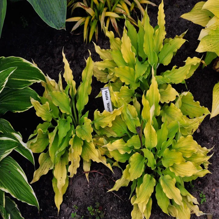 Marrakech%20Little%20Treasure%20Hosta%20Plant%20Seeds%20-%20Image%202