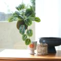 Ikea Artificial Potted Plant Moss. 