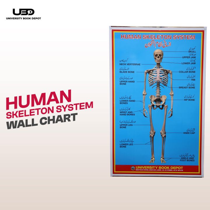 Human Skeleton System Wall Chart | HD Picture Presentation on 200 grams Laminated Card 23*36 inches