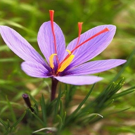 American%20Saffron%20Seeds%20-%20Image%202