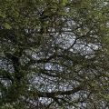 15 Seed of Desi Kikar Plant-Vachellia Nilotica Babool Plant Seeds. 