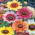 Gul e Dawoodi Chrysanthemum (Mum) Flower Seeds - Mixed Colours. 