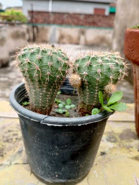 cactus%20and%20succulents%20real%20plants%20live%20plants.%20home%20gardening.rooftop%20garden%20-%20Image%207