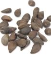 Bonsai Apple Tree Seeds. 