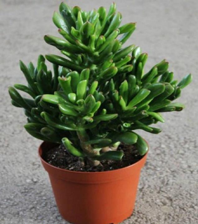 Hobbit%20Jade%20Succulent%20Seeds%20-%20Image%202