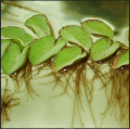Water Spangles / Salvinia Minima - Easy-Care lowtec Aquatic Plants for Aquariums, Natural Filtration, Oxygenation, Water Quality Improver. 