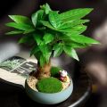 High Quality Bonsai Seeds (2pcs/bag) Pachira Tree Seeds for Sale Pachira Dwarf Money Tree Plant Seeds Lucky Plant Pachira Aquatica Tree Seeds for Planting Indoor Ornamental Plants Air Plants Real Live Plants for Sale Easy Planting Home Garden Decoration. 
