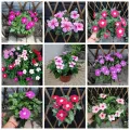 Vinca Rosea Tall Mix Sada Bahar. 