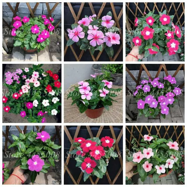 Vinca Rosea Tall Mix Sada Bahar